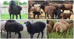 Popis a charakteristika plemene ovcí Edilbaevskaya, pravidla chovu