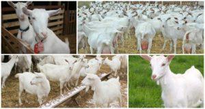 Descrierea și caracteristicile caprelor megreliene, condițiile de păstrare a acestora