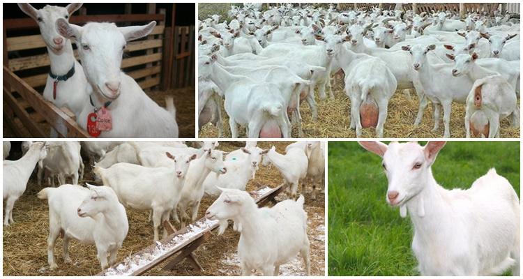 Temperatura de menținere a caprelor în timpul iernii și este posibil să se miel într-o cameră rece