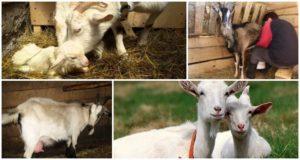 The temperature of keeping goats in winter and is it possible to lamb in a cold room