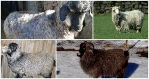 وصف وخصائص سلالة الدون الماعز ، حفظ القواعد