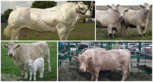 Descrizione e caratteristiche dei bovini di razza Auliekol, regole di mantenimento