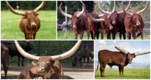 Het uiterlijk en de kenmerken van wilde stieren en koeien van het Watussi-ras, fokken