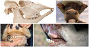 Bir ineğin düzeni ve diş formülü, sığır çene yapısının anatomisi