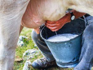 Kodėl karvės pienas yra kartaus ir ką daryti, kaip atkurti normalų skonį