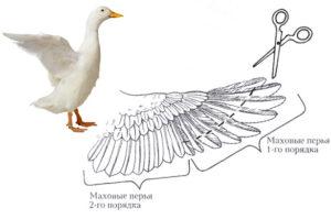 Wie und in welchem ​​Alter sollen die Flügel von Enten abgeschnitten werden, damit sie nicht fliegen?