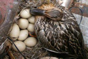 ¿Cuántos días eclosiona un pato salvaje y en qué nidos pone?