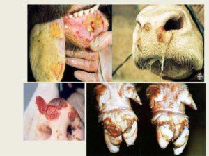 Galvijų snukio ir nagų ligos sukėlėjas ir simptomai, gydymas karvėms ir galimas pavojus