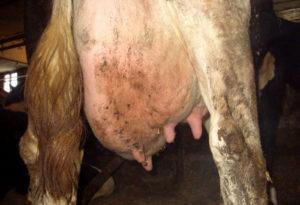 Causas y síntomas de la mastitis catarral en vacas, tratamiento y prevención.