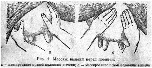 massatge de la ubre