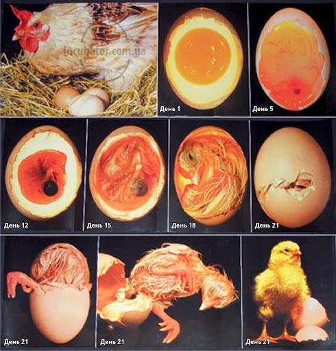 incubation des œufs