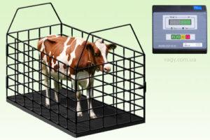 Tabel pentru măsurarea greutății vii a bovinelor, top-3 metode de determinare