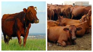 Merkmale der Rinder und des Landes, in dem sie gezüchtet werden, Klassifizierung