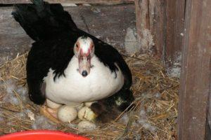 Når der er hjemme begynder ænder at lægge, og hvor mange æg der gives pr. År