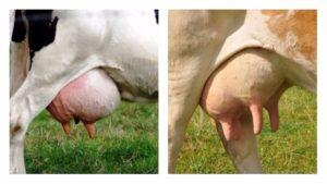 What udder shapes do cows have and how many nipples they have, organ anatomy