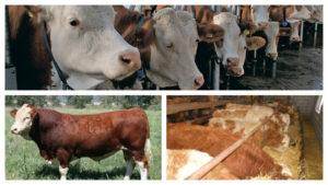Step-by-step description of feeding calves from 0 to 6 months at home
