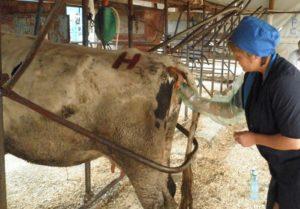 A tehén végbélvizsgálatának technikája és jellemzői terhesség szempontjából