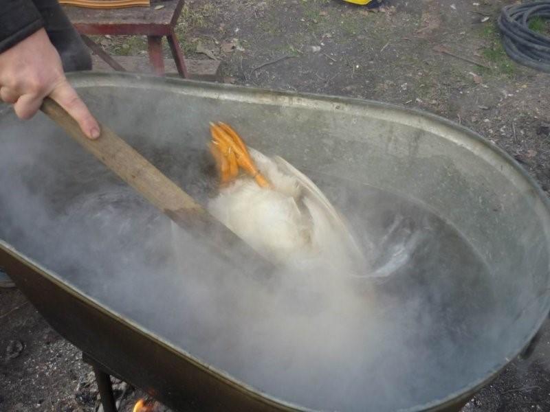 plucking a chicken