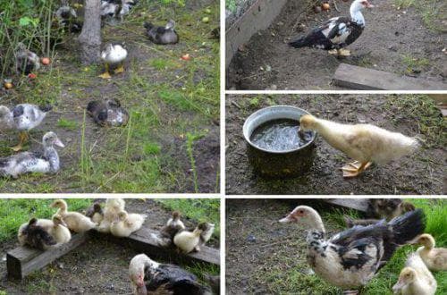 feeding ducklings