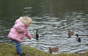 What is the best way to feed wild ducks on the pond and what is not included in the diet of birds