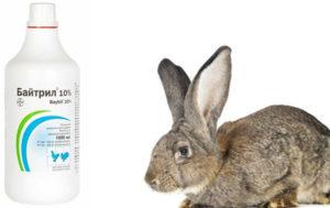 Composition and instructions for use of Baytril for rabbits, dosage
