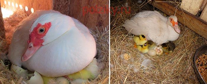 proč kachna hází vejce z hnízda