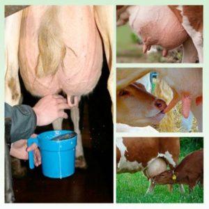 Ile razy dziennie i dziennie należy doić krowę i co wpływa na liczbę dojeń