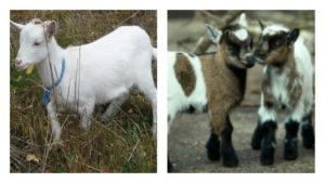 Quanto tempo vengono allevate le capre per procurarsi la carne, età per la castrazione dei capretti