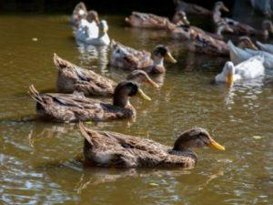 Kako hraniti divlje patke kod kuće, kako ih ukrotiti i uzgajati