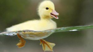 Evde ishali tedavi etmek ve önleme için ördek yavrularına ne verilir
