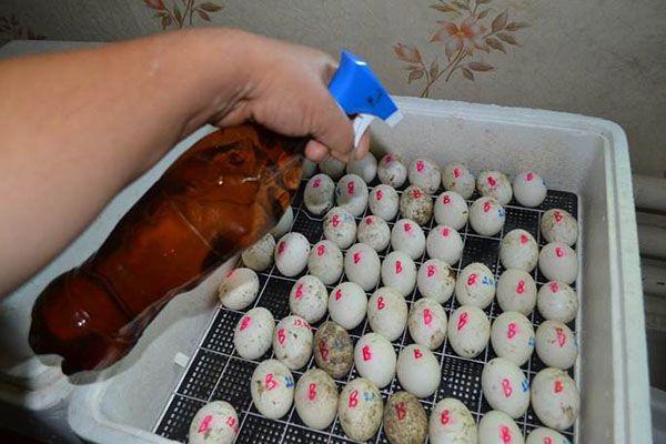ovoskopie kachních vajec ve dne