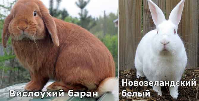 due conigli