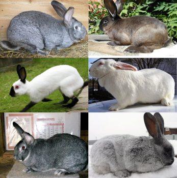 กระต่ายหลายตัว