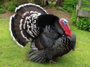 Description of Bronze-708 turkeys, maintenance and care at home