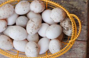 Το μέγεθος των αυγών πάπιας και τα οφέλη και οι βλάβες στο σώμα, είναι δυνατόν να τρώτε και με ποια μορφή