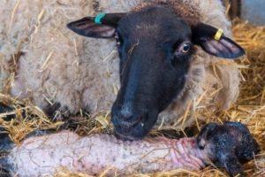 What can and can not be fed to sheep after lambing and the frequency of eating