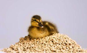Zloženie a proporcie kŕmnych zmesí pre kačice, ako si vyrobiť doma