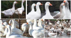 Beschrijving en kenmerken van Hongaarse ganzen, voor- en nadelen van het ras en verzorging