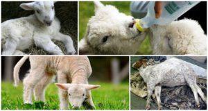 Mi a teendő, ha a báránynak duzzadt hasa van, és mi okozza a tümpania kezelését?