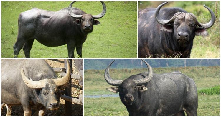 Indian buffalo