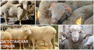 Beschrijving en kenmerken van het Dagestaanse schapenras, dieet en fokkerij