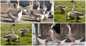 Beschrijving en kenmerken van ganzen van het Kuban-ras, hun fokkerij en verzorging