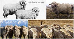 Altay koyunu ırkının tanımı ve özellikleri, üreme kuralları