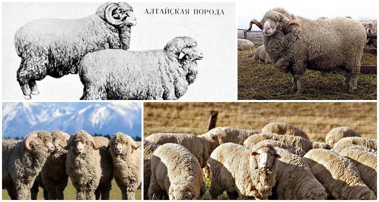 Altai φυλή προβάτων