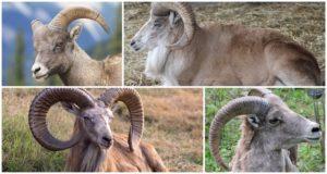 Mô tả về cừu núi Turkmen và cách sống của chúng, những gì kẻ thù cũng ăn