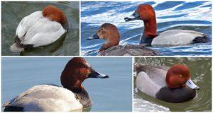 Description and varieties of diving ducks, habitats and what they eat