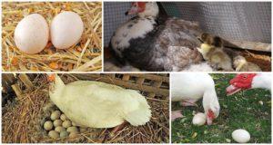 Alter, in dem Indo-Enten zu legen beginnen, wie viele Eier pro Tag und Jahr produziert werden
