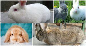 Hvilken race af kaniner er bedre at avle i landet, sygdomme og kost af dyr