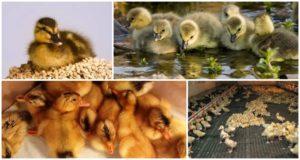 Temperature table for ducklings from the first days of life