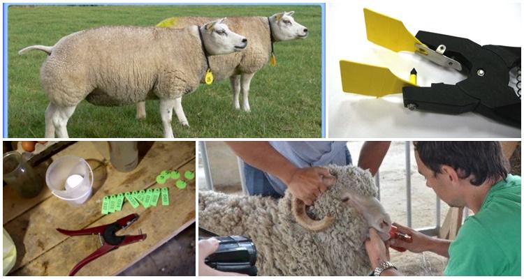 etichettatura delle pecore
